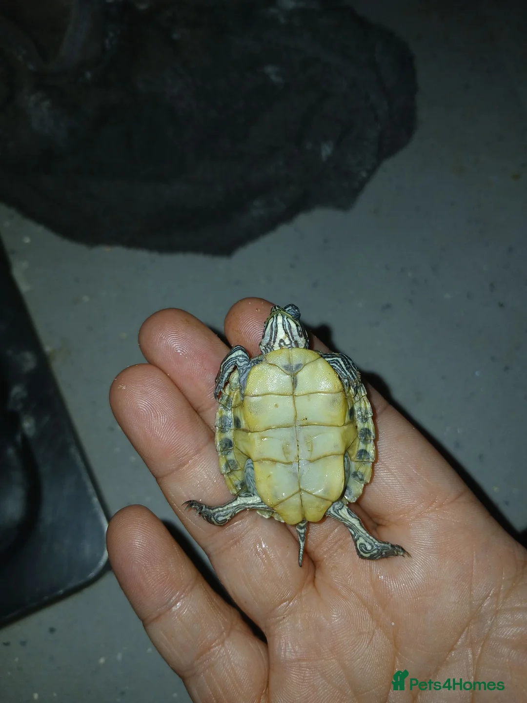 Terrapin reptiles for sale: River cooters in Liverpool - Advert 1