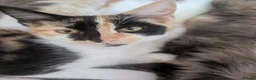 Mixed Breed cats for sale: Miane coon cross kittens in Derby - Advert 2
