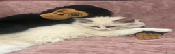 Ragdoll cats for sale: Beautiful Boy ragdoll  - Advert 4