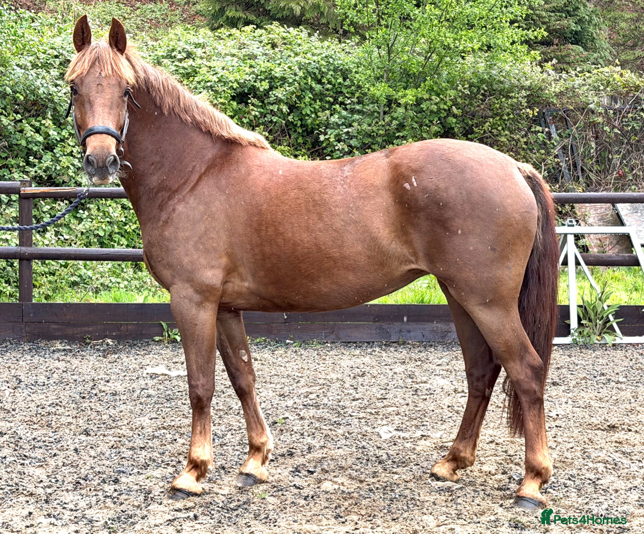Irish Sports horses WPB Quality 4yr Old - Advert 3