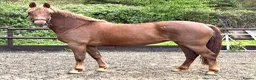 Irish Sports horses for sale: WPB Quality 4yr Old - Advert 1