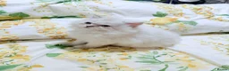 Persian cats for sale: Persian  - Advert 6