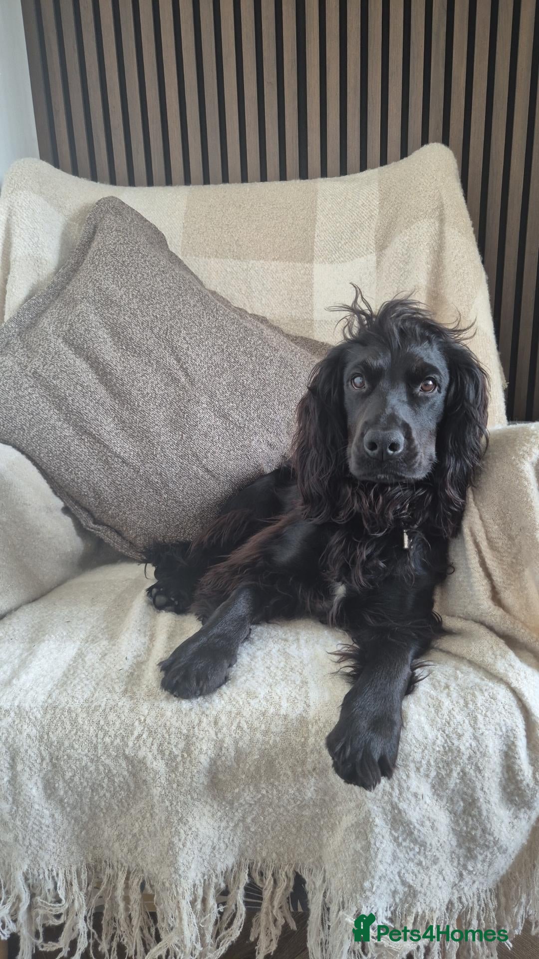 Cocker Spaniel dogs STUD COCKER SPANIEL  - Advert 7