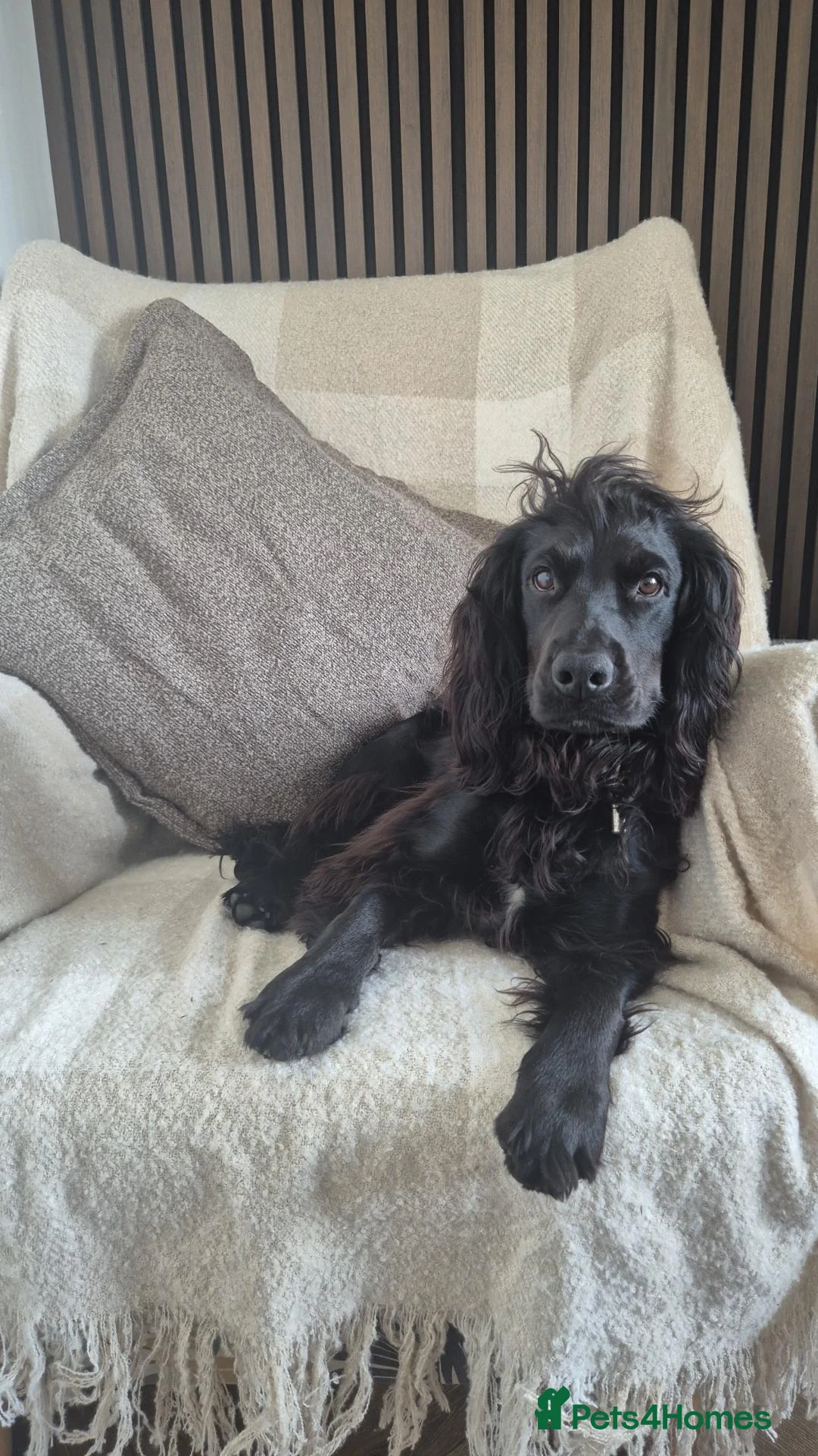 Cocker Spaniel dogs for stud: STUD COCKER SPANIEL  in Rotherham - Advert 1
