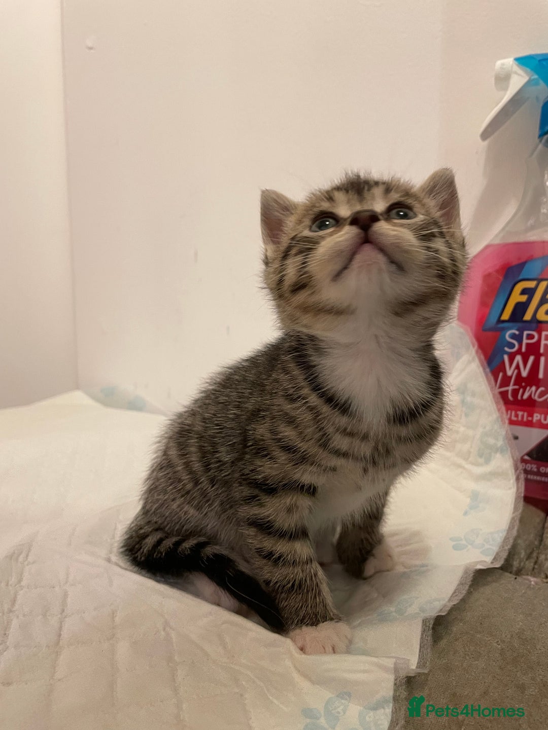 Mixed Breed cats for sale: Gorgeous kittens ready for new homes now  - Advert 12