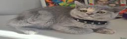 British Shorthair cats for sale: Last female-Champion Title Mum British Shorthair. - Advert 4