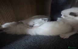 Ragdoll cats for sale: Ragdoll kittens for sale in Romford - Image 8