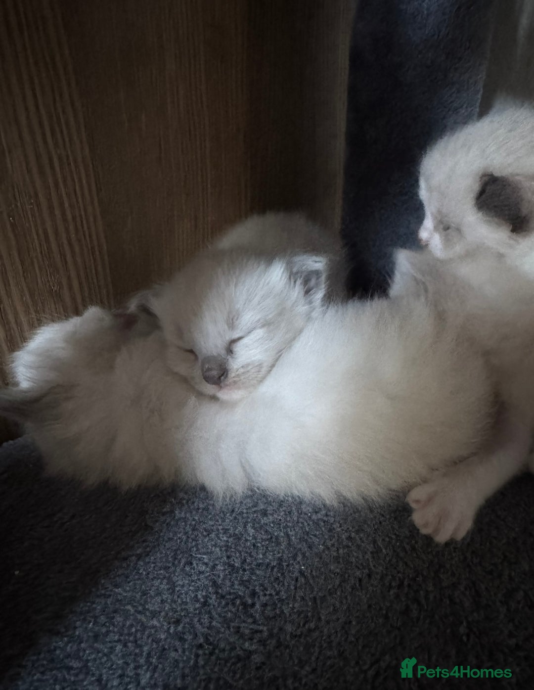 Ragdoll cats for sale: Ragdoll kittens for sale in Romford - Image 8