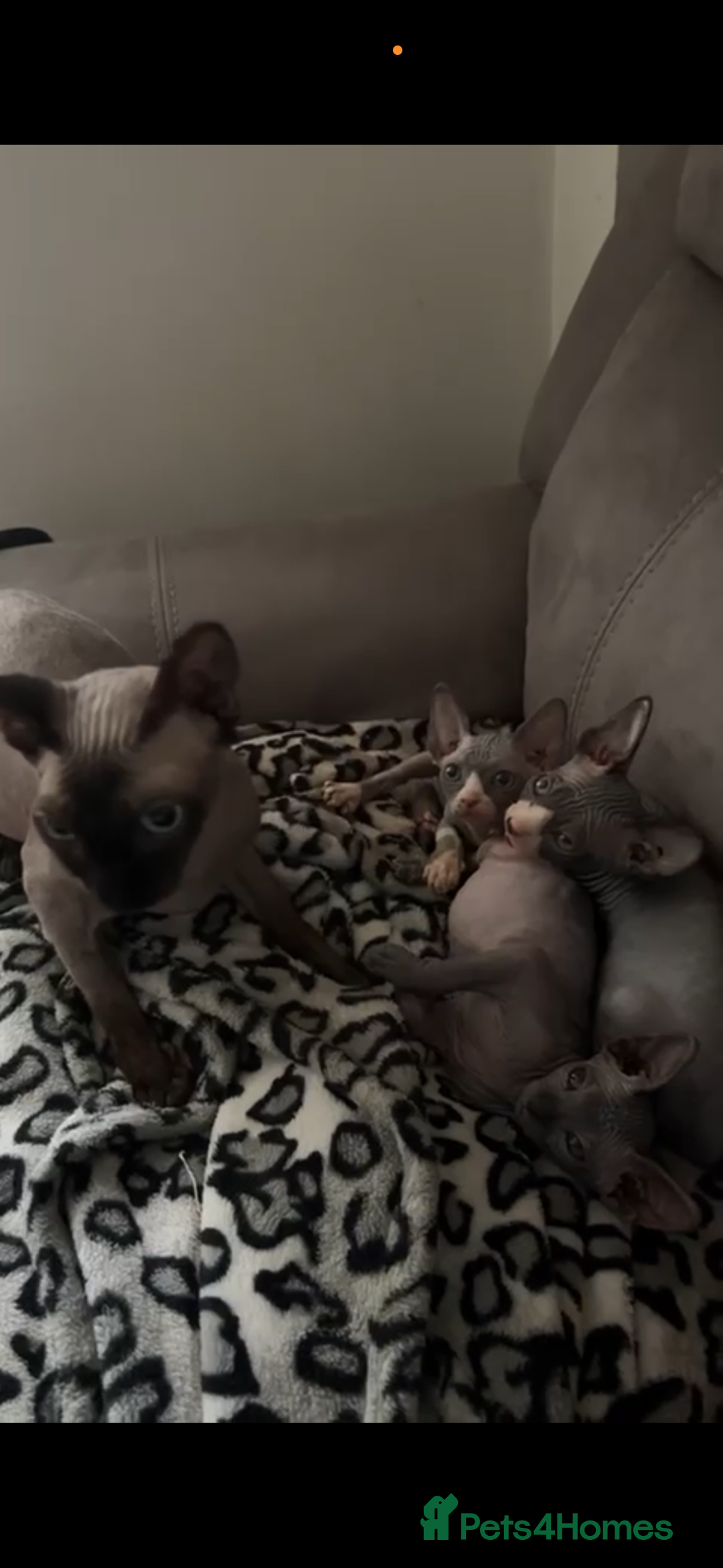 Sphynx cats for sale: ✨ 3 Beautiful Sphynx Kittens – 2 Boys & 1 Girl ✨ - Image 7