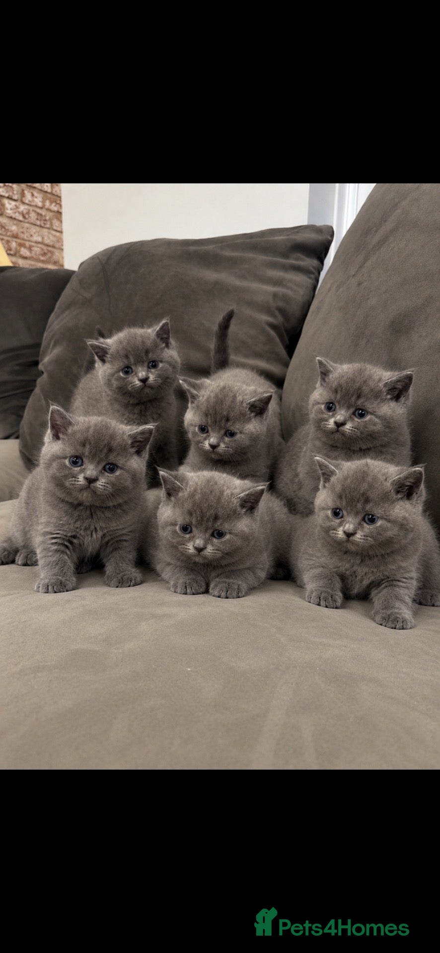 British Shorthair cats UPDATE - BSH GREY - Please Read Description  - Advert 9
