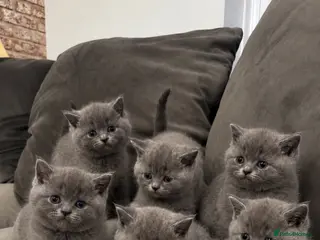 British Shorthair cats UPDATE - BSH GREY - Please Read Description - Advert 9