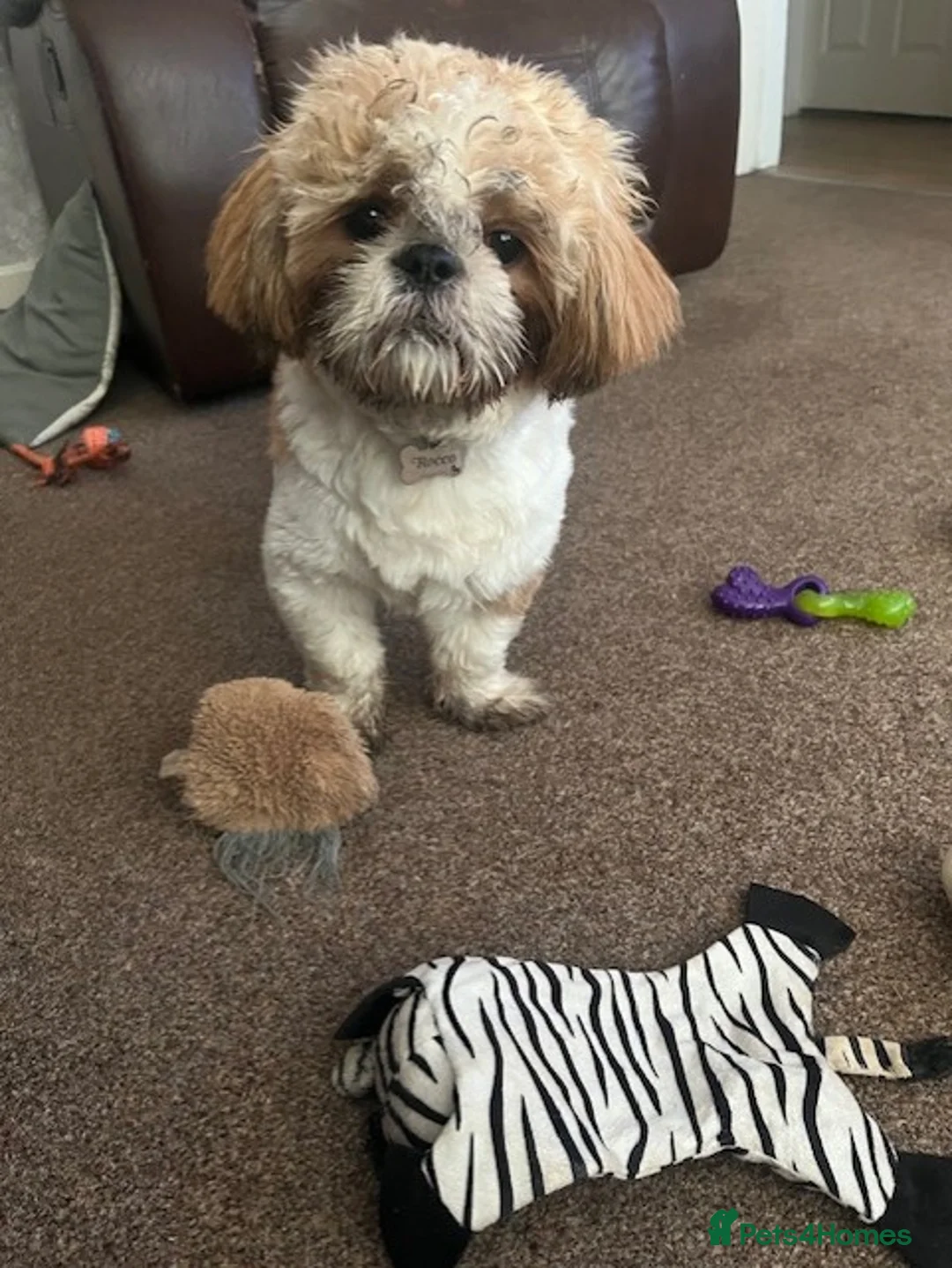Shih Tzu dogs for sale: Re-homing Rocco - Advert 2
