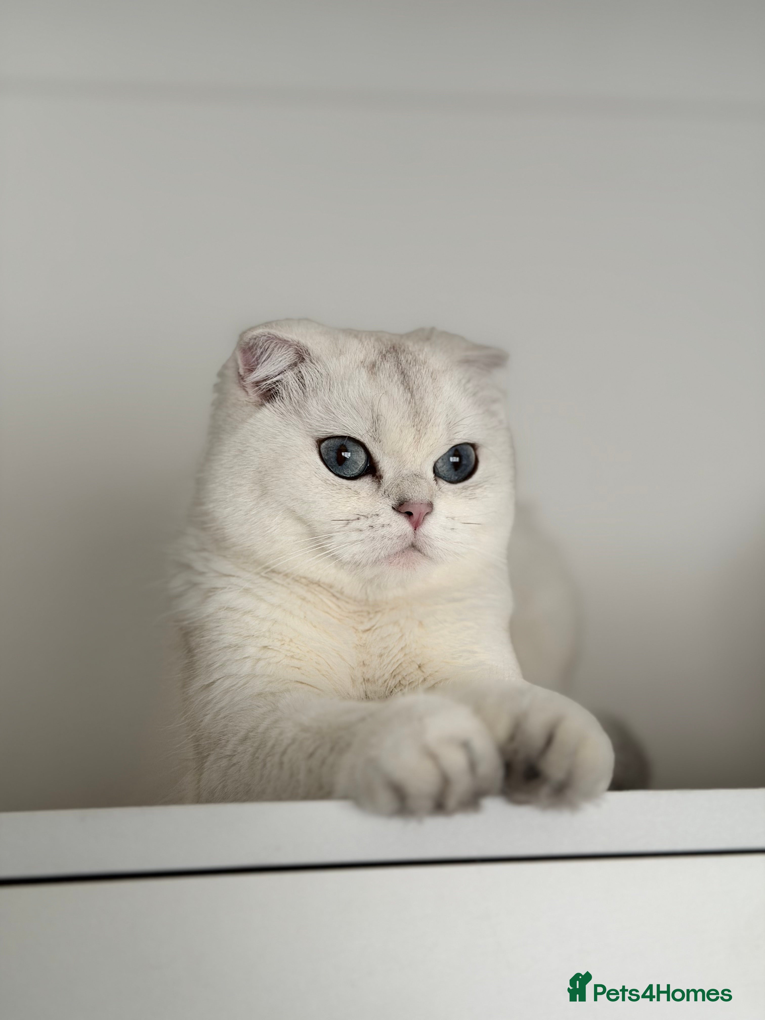 Scottish Fold cats for sale: Rare White Scottish Fold Kittens With Blue Eyes🩵 - Advert 18