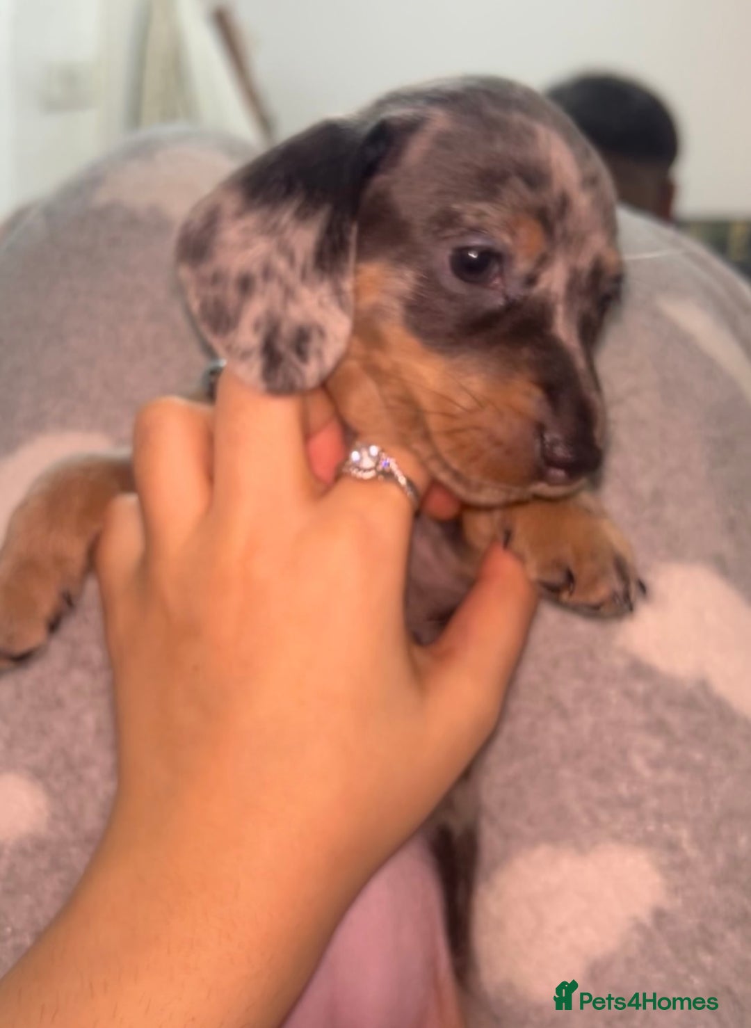 Dachshund dogs for sale: 🐾 Purebred Dachshund Puppies for Sale! 🐾 - Advert 5