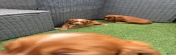 Cocker Spaniel dogs for sale: Red KC cocker spaniel puppies  - Advert 21