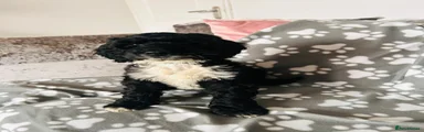 Sproodle Puppy boy 1