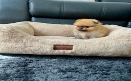 Pomeranian dogs for sale: 💎 Golden Colour Very Small Teddy Face 💎 - Image 11