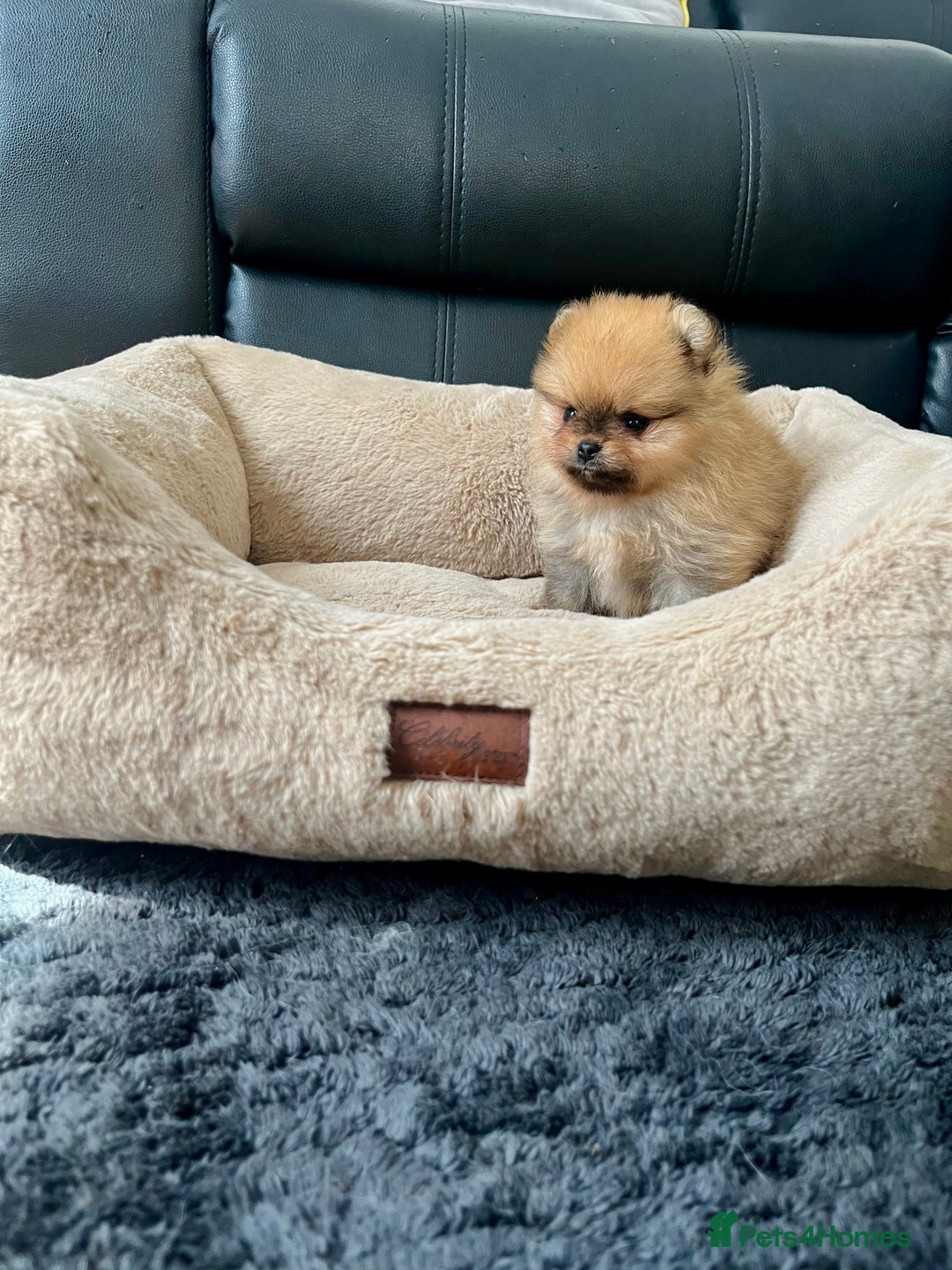 Pomeranian dogs for sale: 💎 Golden Colour Very Small Teddy Face 💎 - Image 11