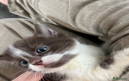 British Shorthair cats for sale: Beutiful kittens for sale  - Image 3