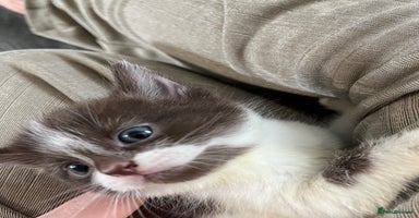 British Shorthair cats - Advert 6