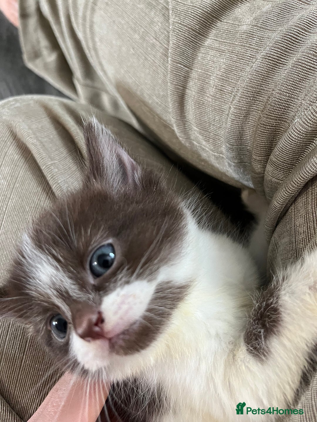 British Shorthair cats for sale: Beutiful kittens for sale  - Image 3