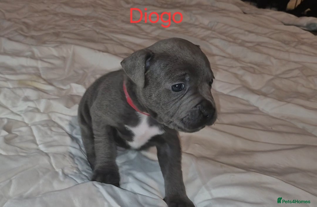 Staffordshire Bull Terrier dogs for sale: Exceptional Staffy Bull Terriers– Valglo Bloodline - Advert 23