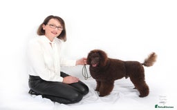 Miniature Poodle dogs for stud: Health tested Miniature Poodle Proven Stud Dog  in Preston - Image 1