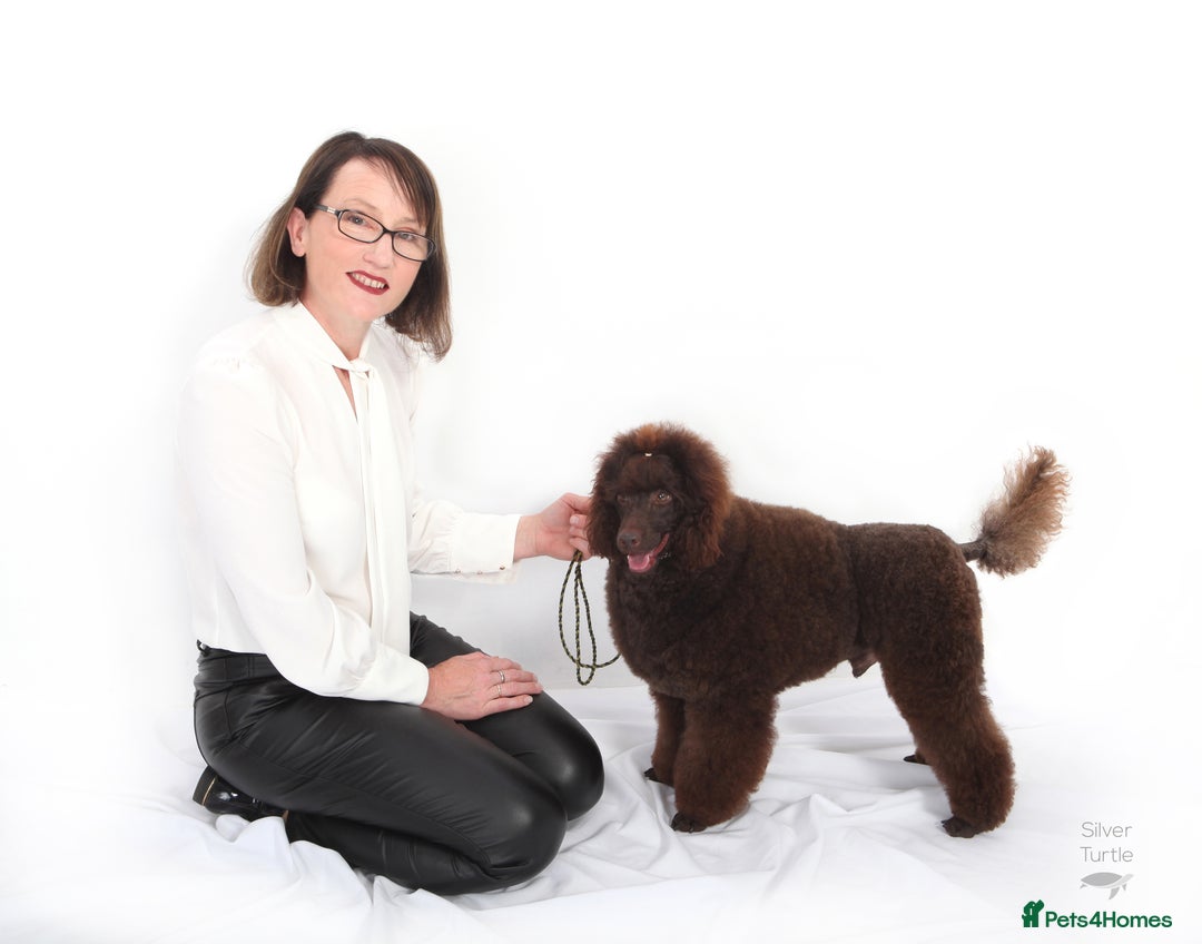 Miniature Poodle dogs for stud: Health tested Miniature Poodle Proven Stud Dog  in Preston - Image 1