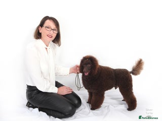 Miniature Poodle dogs in Preston - Advert 37