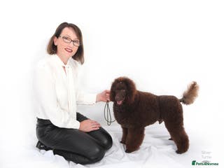 Miniature Poodle dogs Health tested Miniature Poodle Proven Stud Dog in Preston - Advert 15