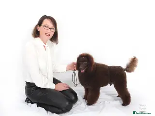 Miniature Poodle dogs Health tested Miniature Poodle Proven Stud Dog in Preston - Advert 4