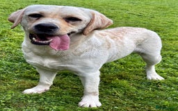 Labrador Retriever dogs for adoption: Lucia’s Story - Minutes from Death - Image 2