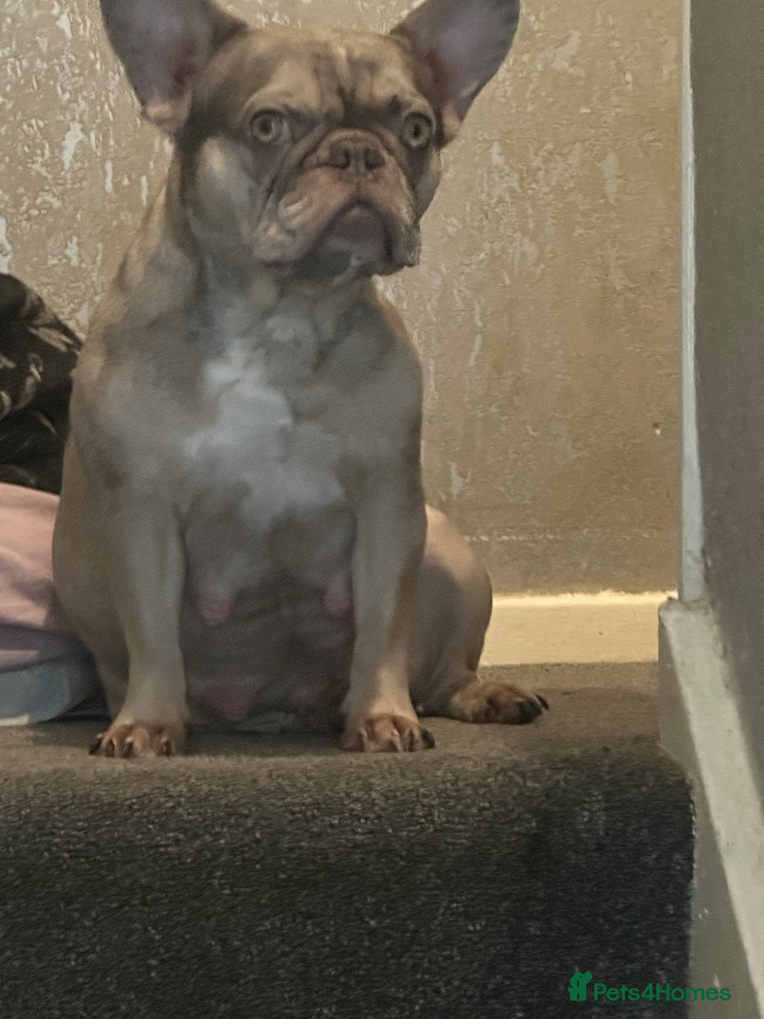 French Bulldog dogs for sale: Exotic frenchie puppys  - Advert 1