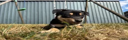 Australian Kelpie dogs for sale: Pure Bred Kelpie pups - Advert 28