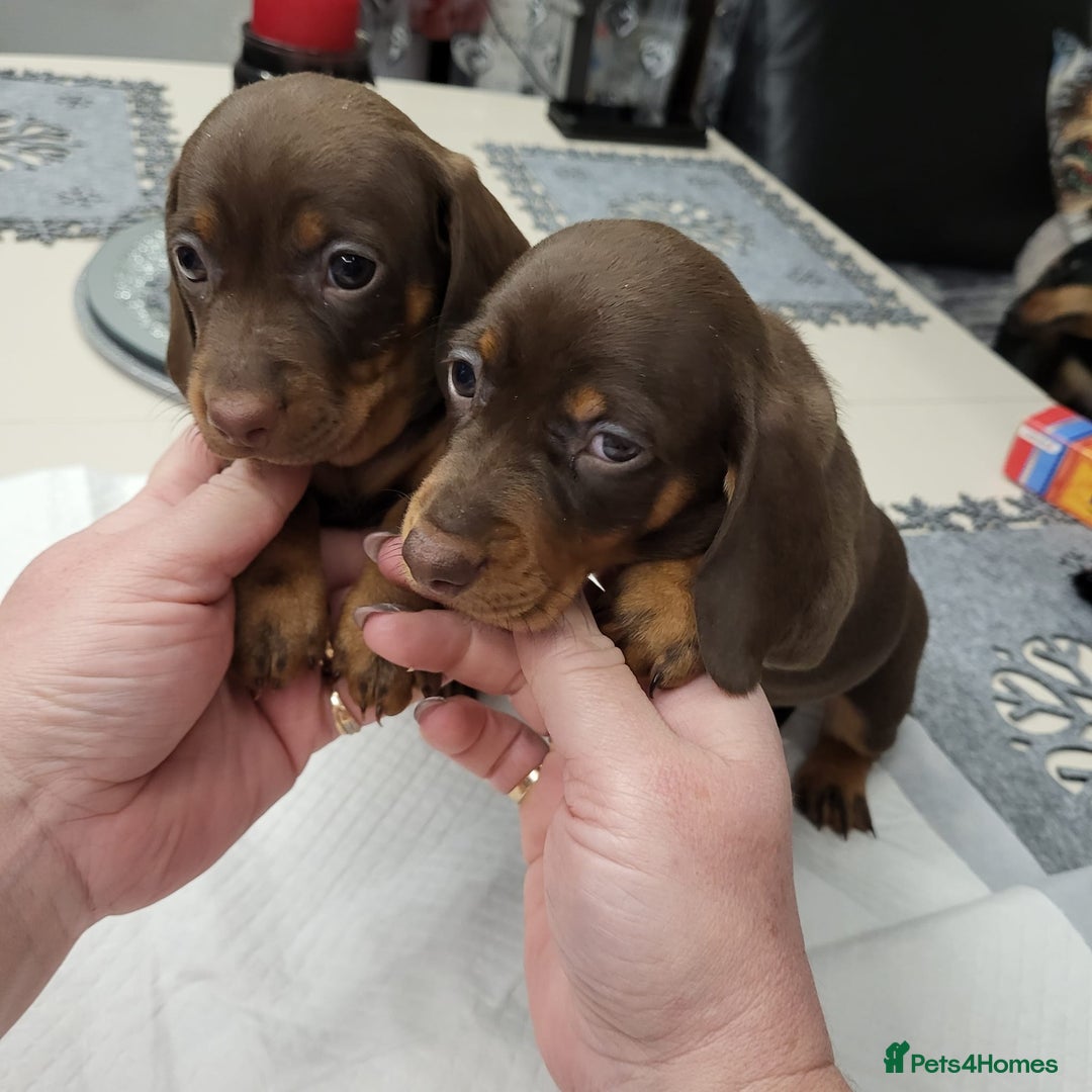 Dachshund dogs for sale: Wonderful dachshund puppies  - Advert 7