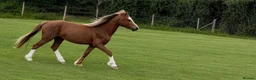 Welsh Section A horses for sale: Beautiful Registered Section A For Sale - Advert 2