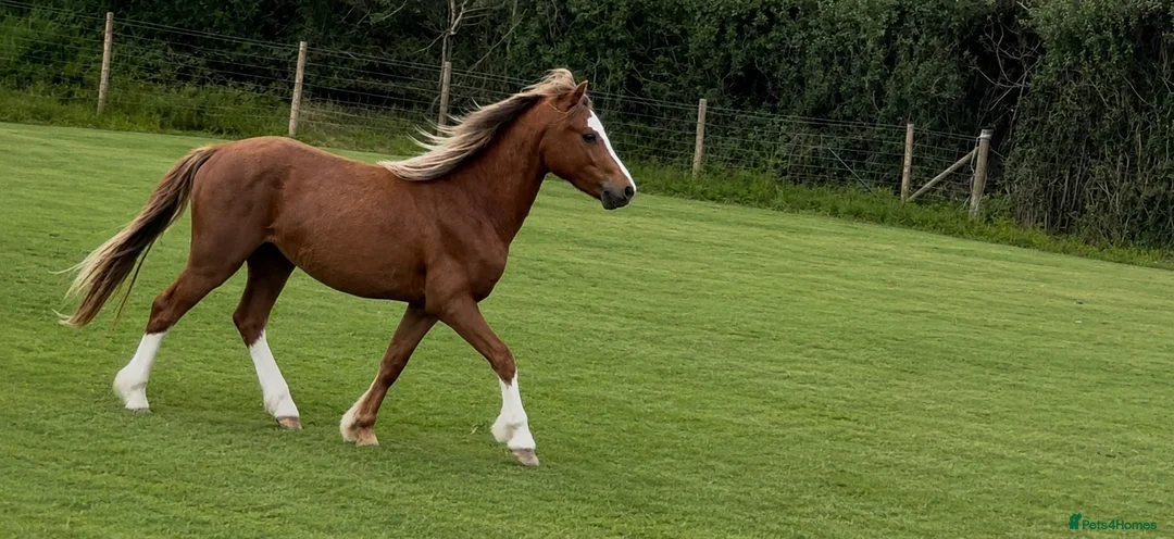 Welsh Section A horses for sale: Beautiful Registered Section A For Sale - Advert 2