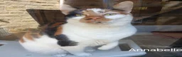Mixed Breed cats for adoption: ANNABELLE AND DAISY - Advert 2