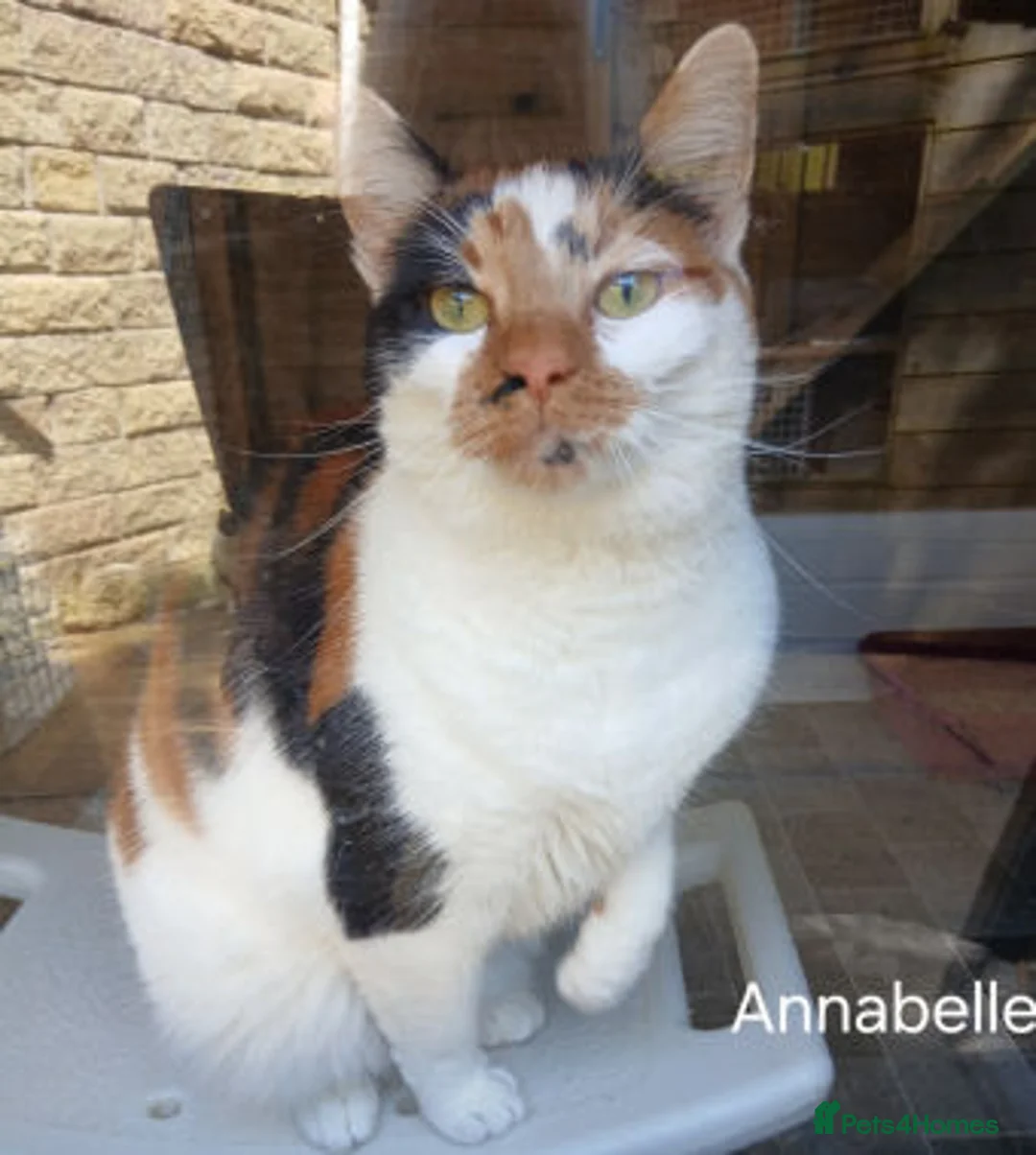 Mixed Breed cats for adoption: ANNABELLE AND DAISY - Advert 2