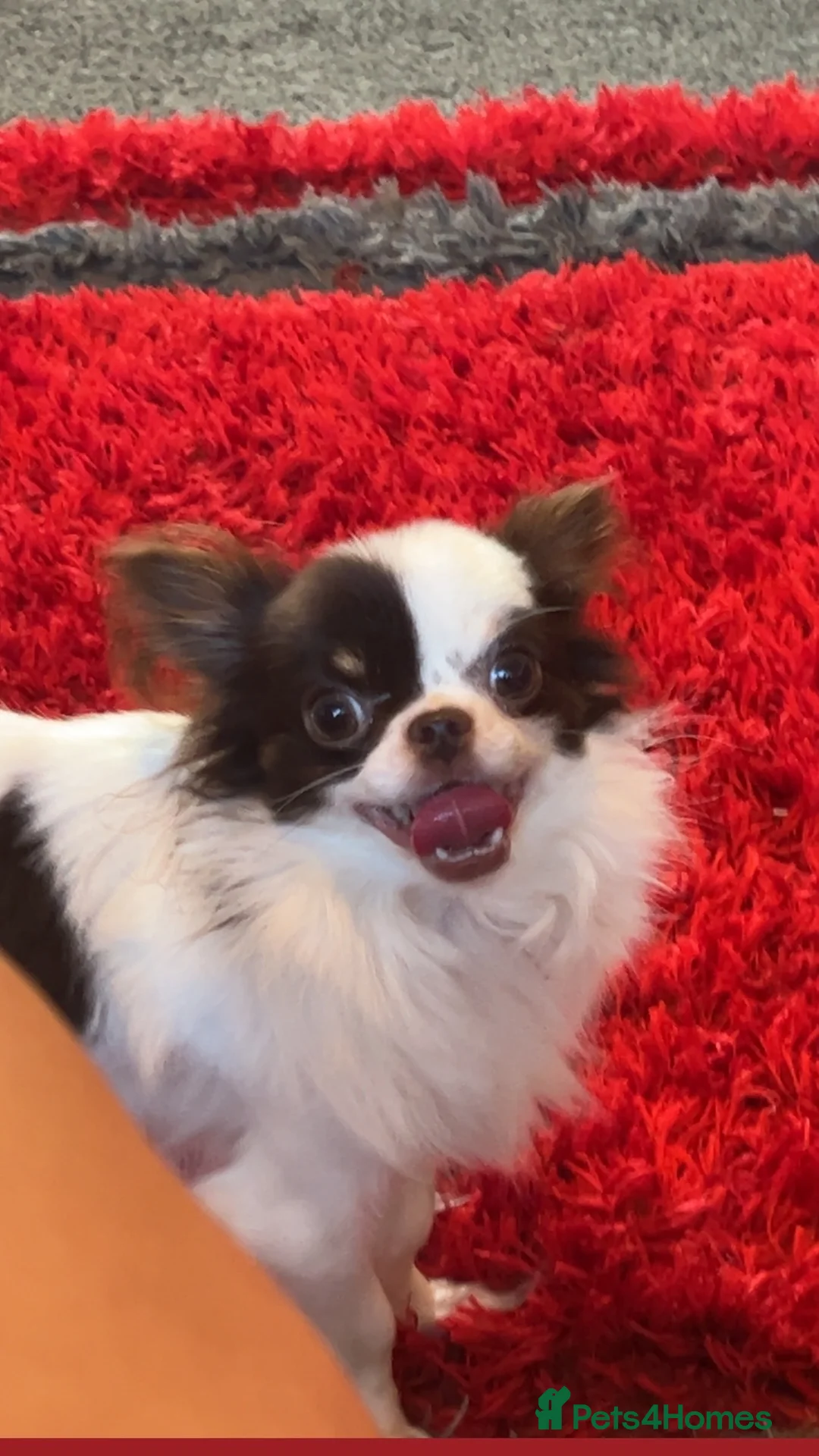 Chihuahua dogs for stud: For Stud  - Advert 1