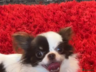 Chihuahua dogs For Stud - Advert 1