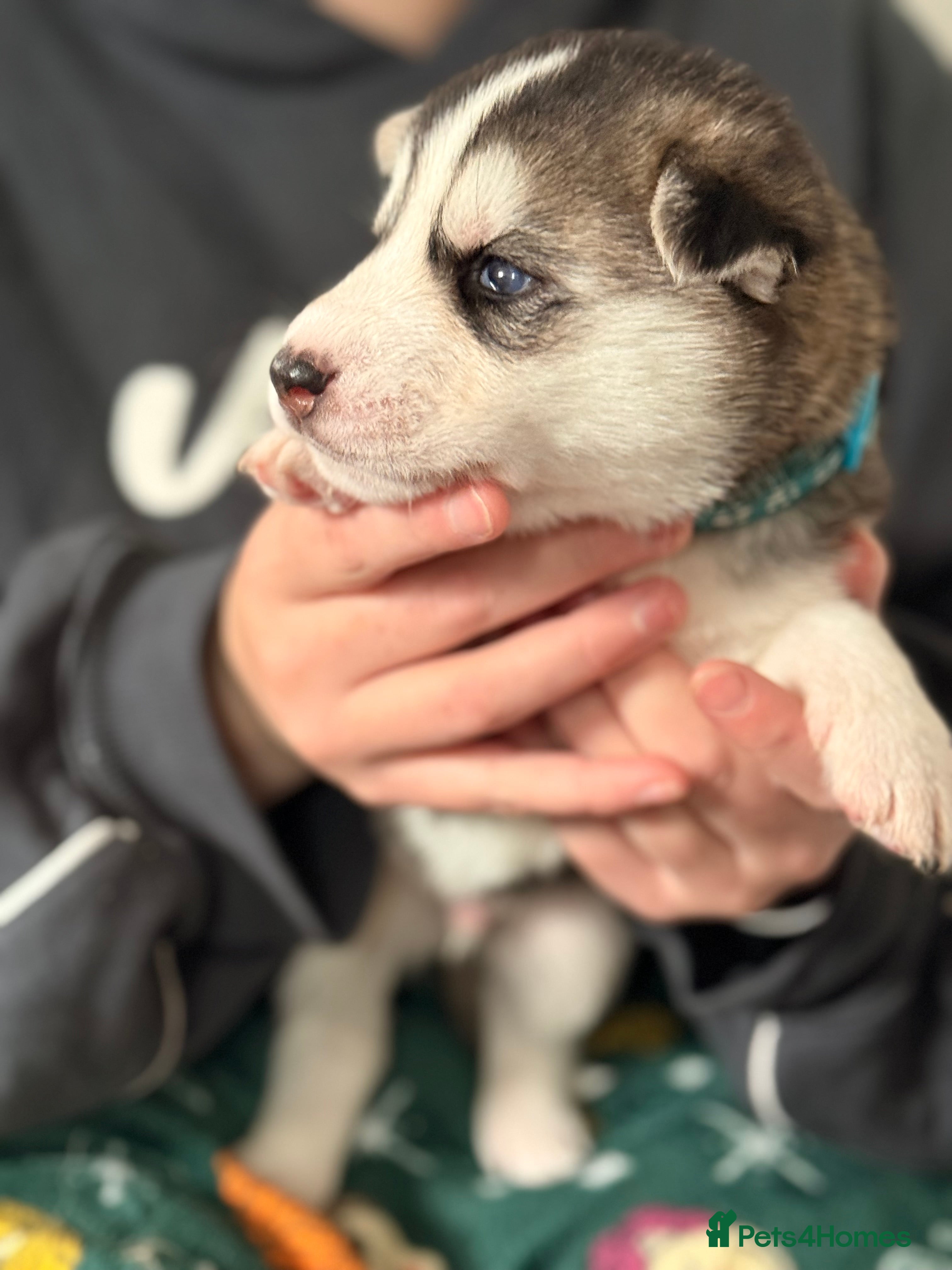 Shepsky dogs for sale: 7 beautiful shepskys in Kirkcaldy - Advert 5