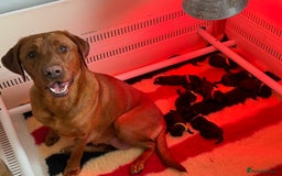 Labrador Retriever dogs for sale: Beautiful chunky litter of black pups  - Advert 1