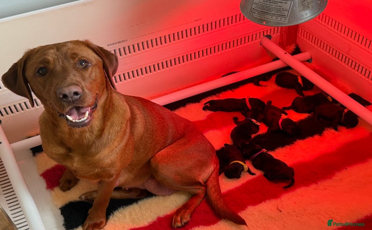 Labrador Retriever dogs Beautiful chunky litter of black pups  - Advert 1