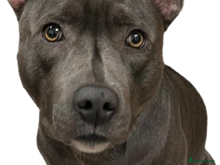 Staffordshire Bull Terrier dogs Snoopy Staffordshire Bull Terrier Blue in Basildon - Advert 2