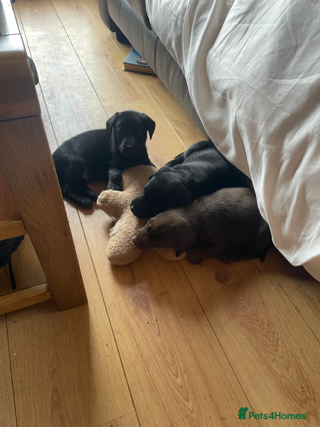 Mixed Breed dogs for sale: Labrador retriever cross - Advert 34