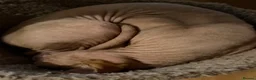 Mixed Breed cats for sale: Half Sphynx boy  - Advert 10