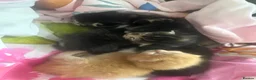 Mixed Breed cats for sale: Stunning Kittens - Advert 14