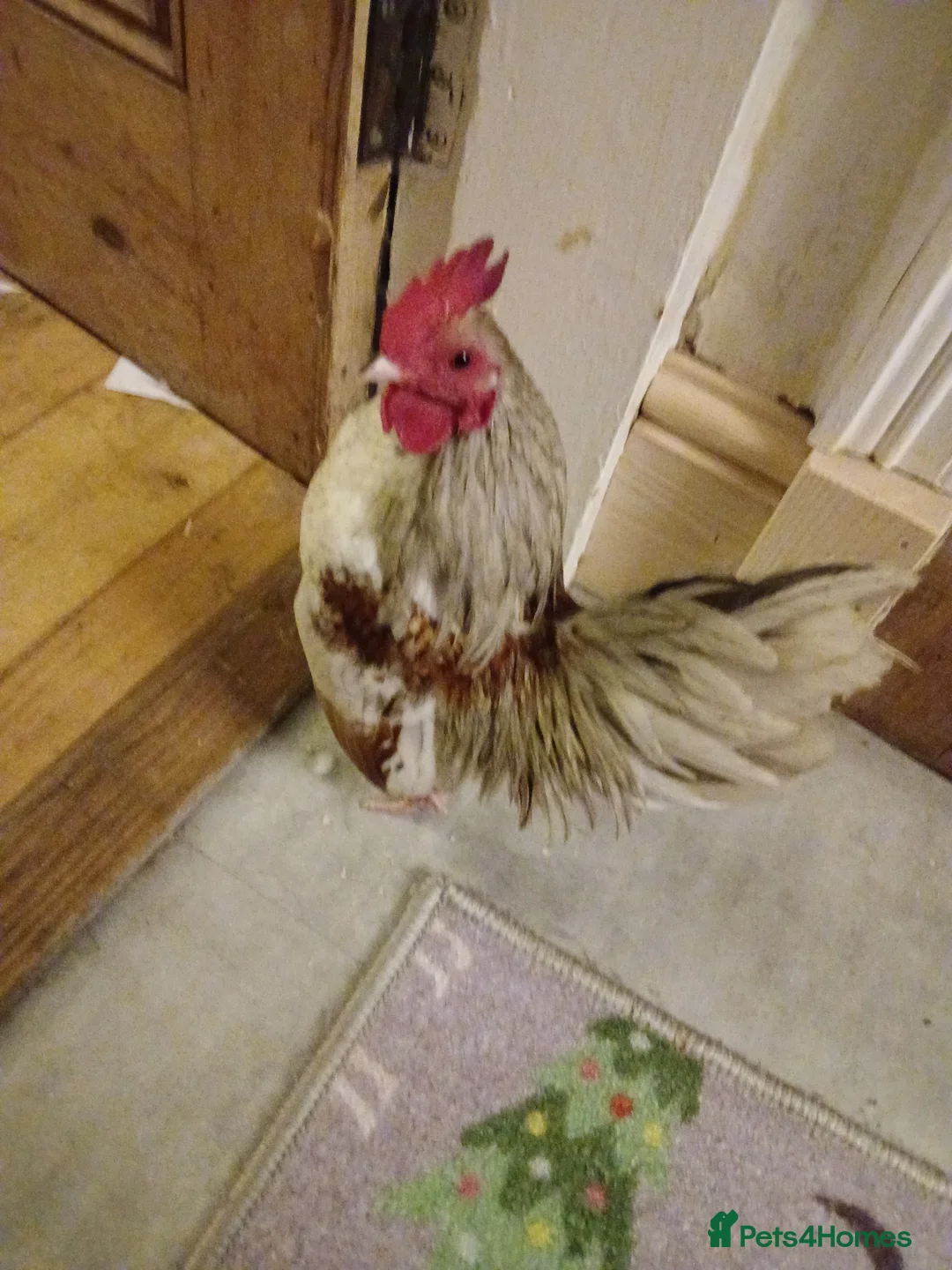 Chickens poultry for sale: Serama hatching eggs  - Advert 1