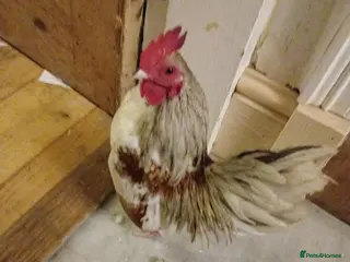 Chickens poultry Serama hatching eggs - Advert 1